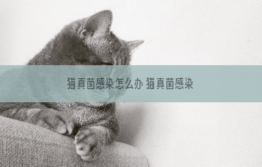 猫真菌感染怎么办 猫真菌感染