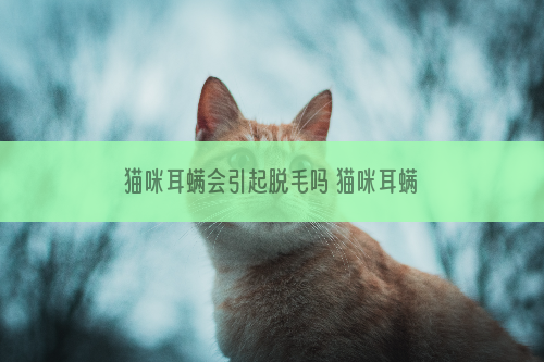 猫咪耳螨会引起脱毛吗 猫咪耳螨会不会引起脱毛