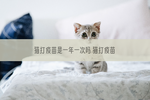 猫打疫苗是一年一次吗 猫打疫苗时间间隔