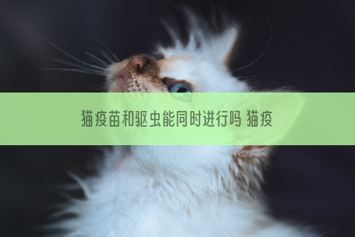 猫疫苗和驱虫能同时进行吗 猫疫苗和驱虫能能一起吗