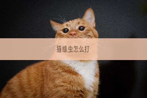 猫绦虫怎么打