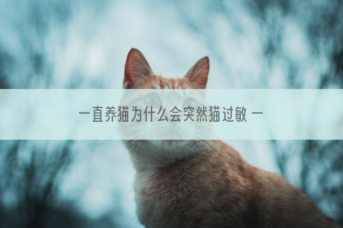 一直养猫为什么会突然猫过敏 一直养猫为何突然对猫过敏