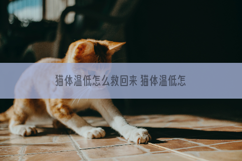 猫体温低怎么救回来 猫体温低怎么办