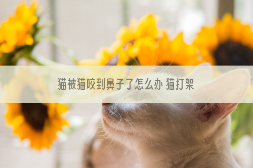 猫被猫咬到鼻子了怎么办 猫打架鼻子破了