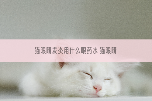 猫眼睛发炎用什么眼药水 猫眼睛发炎用什么眼药水好