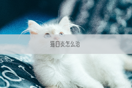 猫口炎怎么治 