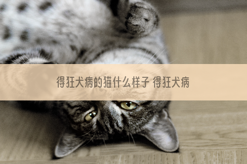 得狂犬病的猫什么样子 得狂犬病的猫什么症状