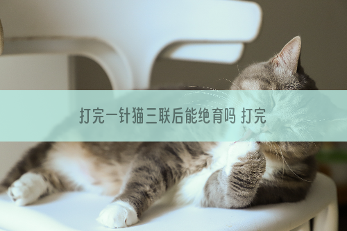 打完一针猫三联后能绝育吗 打完一针猫三联后多久能绝育