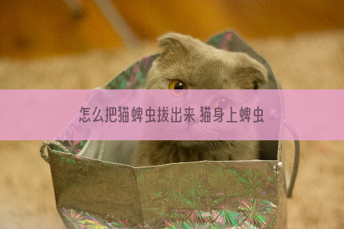 怎么把猫蜱虫拔出来 猫身上蜱虫怎么拔出来