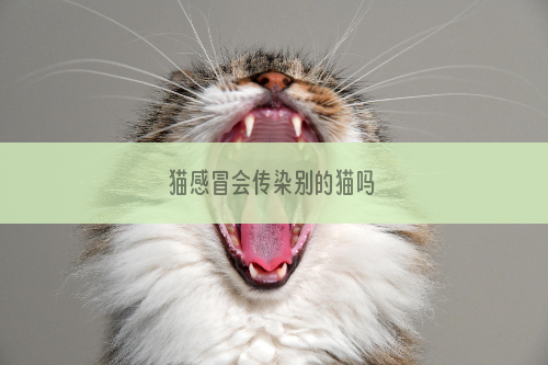 猫感冒会传染别的猫吗