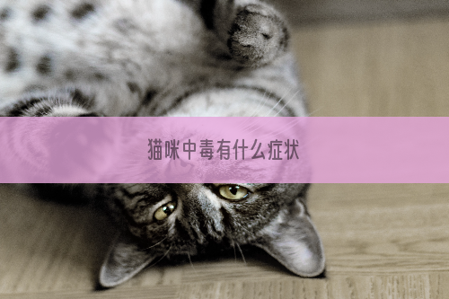 猫咪中毒有什么症状
