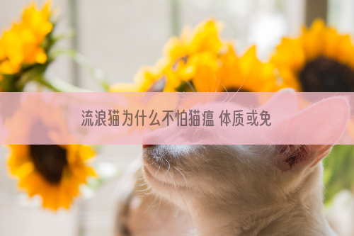 流浪猫为什么不怕猫瘟 体质或免疫力较强