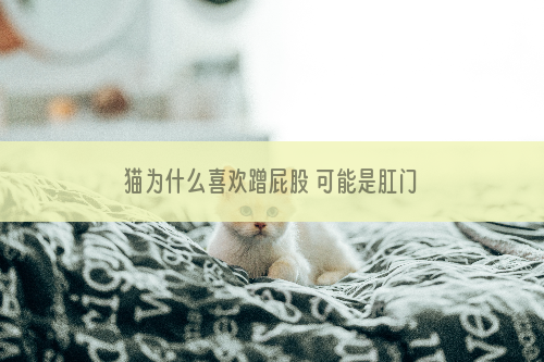 猫为什么喜欢蹭屁股 可能是肛门腺发炎