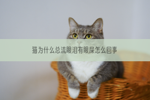 猫为什么总流眼泪有眼屎怎么回事