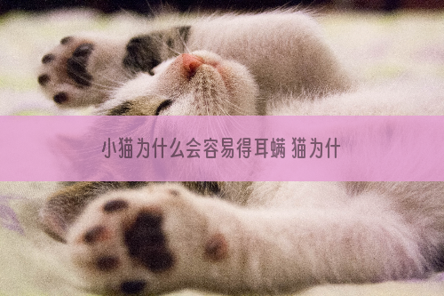 小猫为什么会容易得耳螨 猫为什么生耳螨