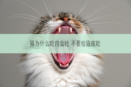 猫为什么吃肉会吐 不要给猫咪吃肥肉