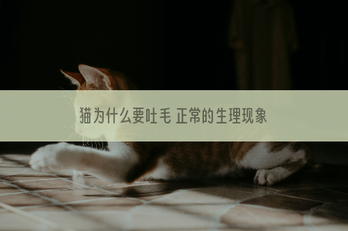 猫为什么要吐毛 正常的生理现象