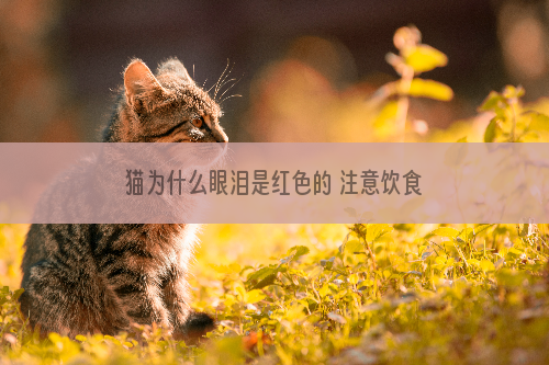 猫为什么眼泪是红色的 注意饮食和护眼