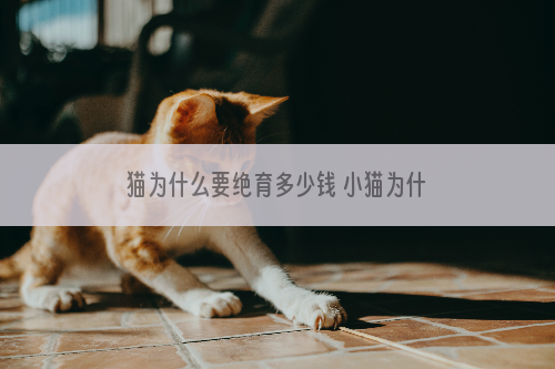 猫为什么要绝育多少钱 小猫为什么要做绝育手术
