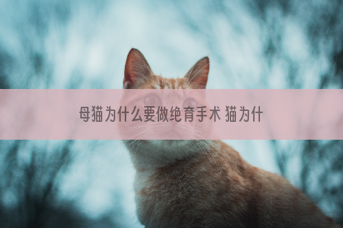 母猫为什么要做绝育手术 猫为什么一定要绝育