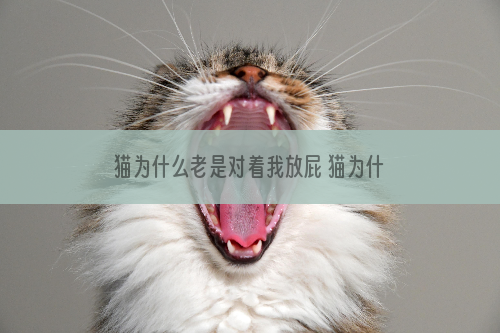 猫为什么老是对着我放屁 猫为什么会朝人放屁