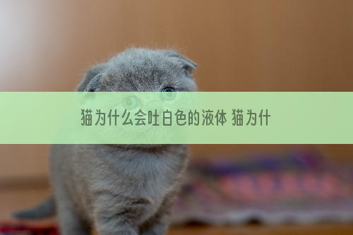 猫为什么会吐白色的液体 猫为什么吐了水和白沫