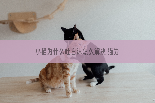 小猫为什么吐白沫怎么解决 猫为什么会吐一堆白色的东西