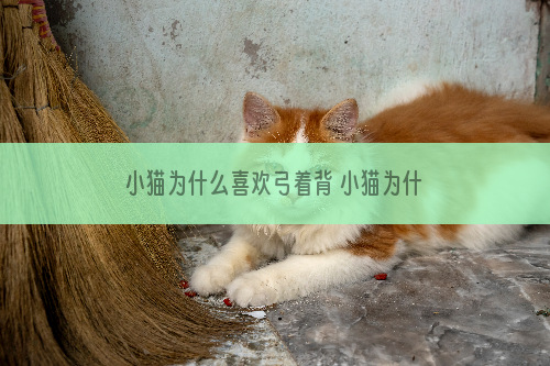 小猫为什么喜欢弓着背 小猫为什么老是弓着背