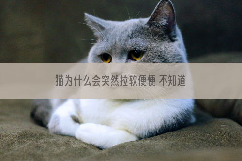 猫为什么会突然拉软便便 不知道猫为什么一直拉软便