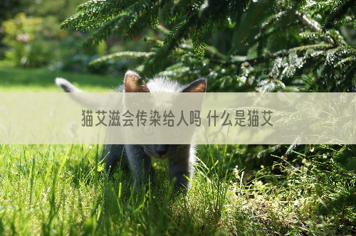 猫艾滋会传染给人吗 什么是猫艾滋