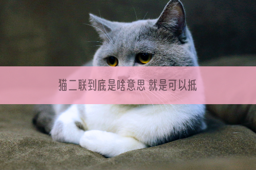 猫二联到底是啥意思 就是可以抵御两种病毒