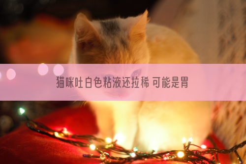 猫咪吐白色粘液还拉稀 可能是胃炎！