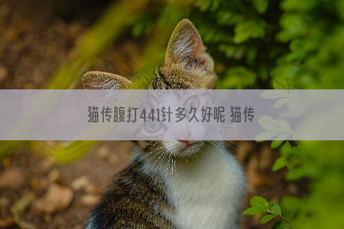 猫传腹打441针多久好呢 猫传腹复诊需要看什么