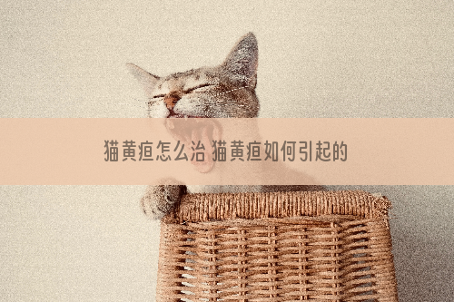 猫黄疸怎么治 猫黄疸如何引起的？