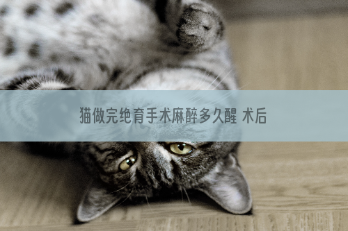 猫做完绝育手术麻醉多久醒 术后该如何护理