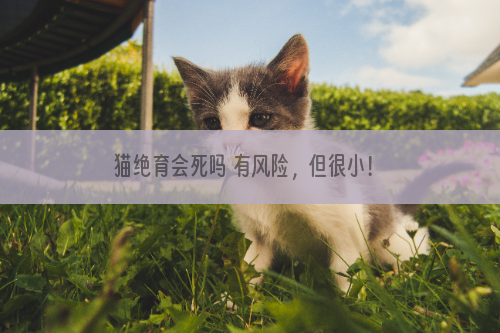 猫绝育会死吗 有风险，但很小！