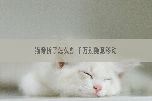 猫骨折了怎么办 千万别随意移动或者固定夹板！