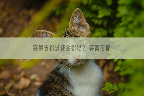 猫鼻支得过还会得吗？ 答案可能要令你失望了..