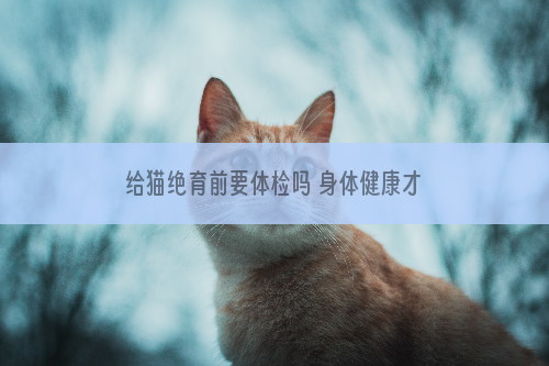 给猫绝育前要体检吗 身体健康才能做绝育哦！