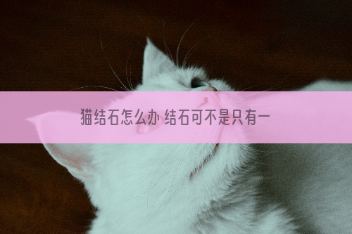 猫结石怎么办 结石可不是只有一种呦！