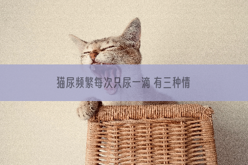 猫尿频繁每次只尿一滴 有三种情况会造成的！