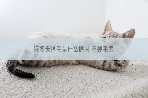 猫冬天掉毛是什么原因 不掉毛怎么长出裘大衣？