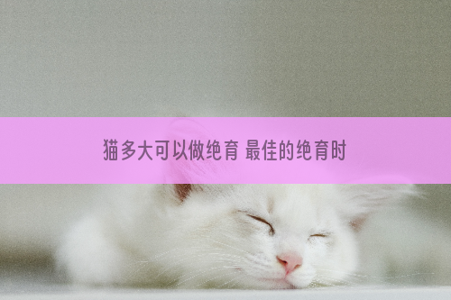 猫多大可以做绝育 最佳的绝育时间记住了吗？