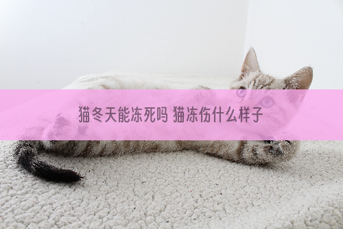 猫冬天能冻死吗 猫冻伤什么样子你知道吗