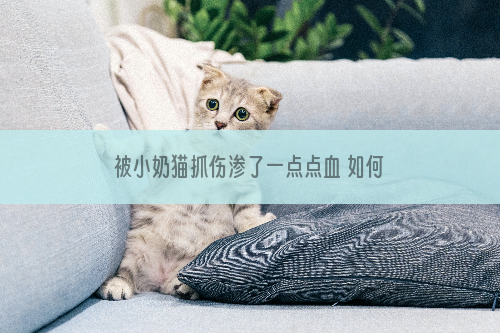 被小奶猫抓伤渗了一点点血 如何处理伤口？