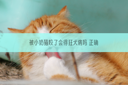被小奶猫咬了会得狂犬病吗 正确认识狂犬病
