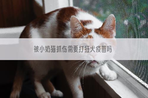 被小奶猫抓伤需要打狂犬疫苗吗 理性认识狂犬病