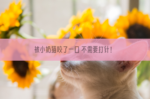 被小奶猫咬了一口 不需要打针！