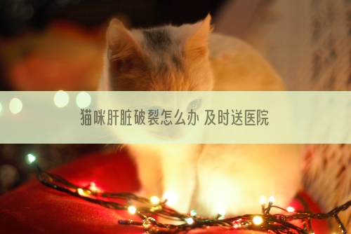 猫咪肝脏破裂怎么办 及时送医院才行啊！