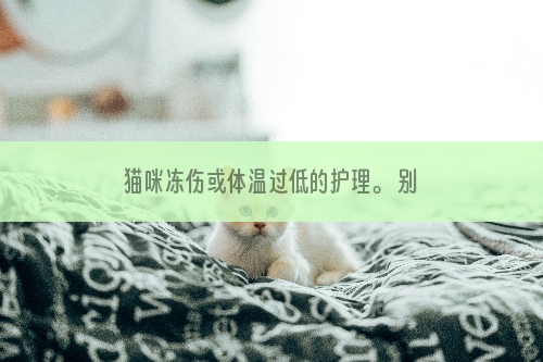 猫咪冻伤或体温过低的护理。 别小看冻伤！